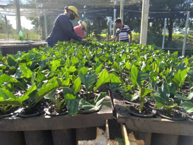 Por meio de parceria, Emater pretende implantar quatro milhões de mudas de café em Ouro Preto do Oeste