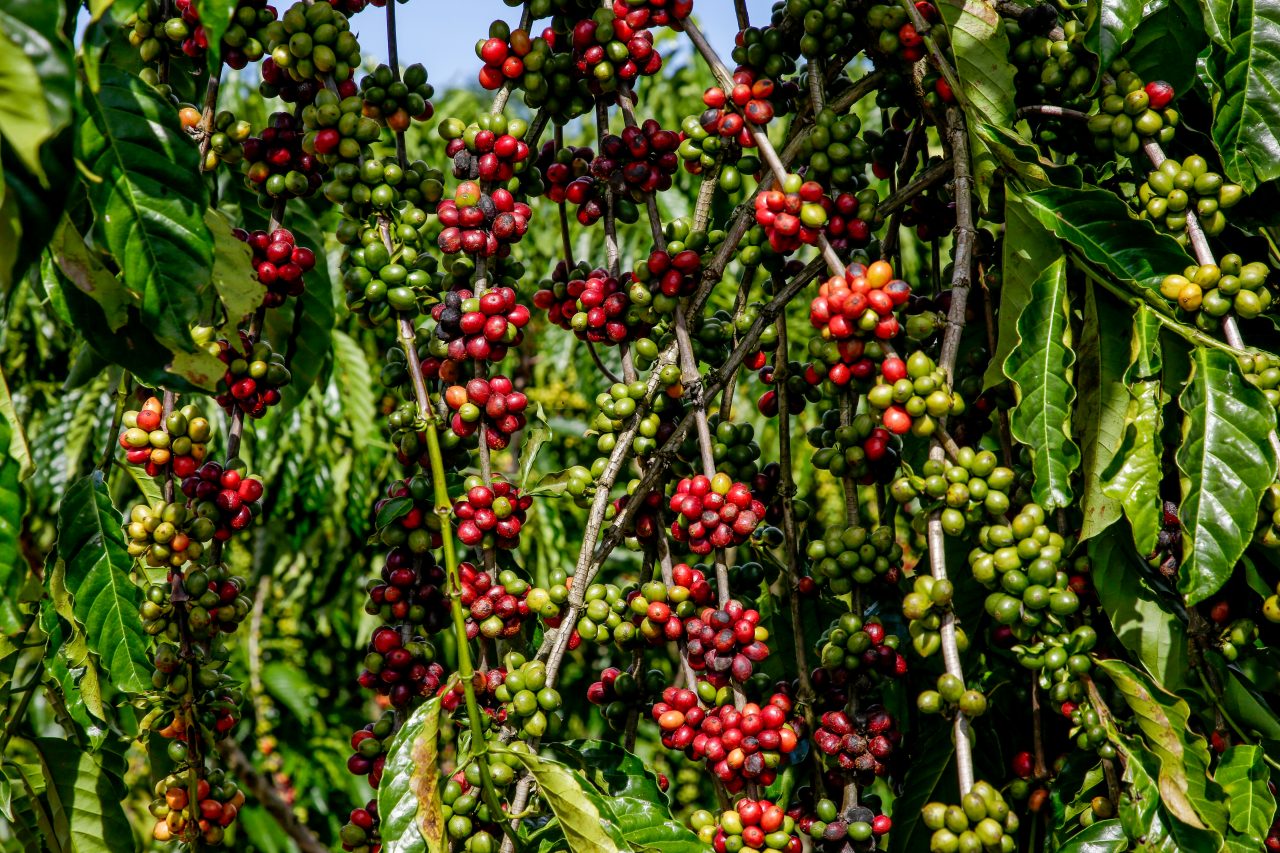 Seagri abre inscrições para o 6º Concurso de Qualidade e Sustentabilidade do Café de Rondônia Seagri abre inscrições para o 6º Concurso de Qualidade e Sustentabilidade do Café de Rondônia