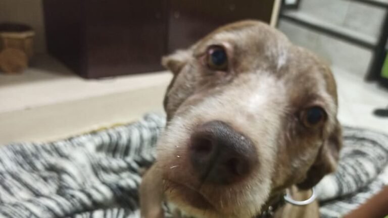 Policial militar de folga mata cachorro a tiros em Belo Horizonte