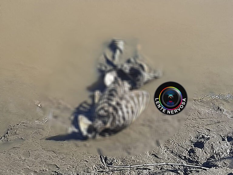 Pescador encontra ossada humana sem crânio no Cai N´água – VEJA VÍDEO