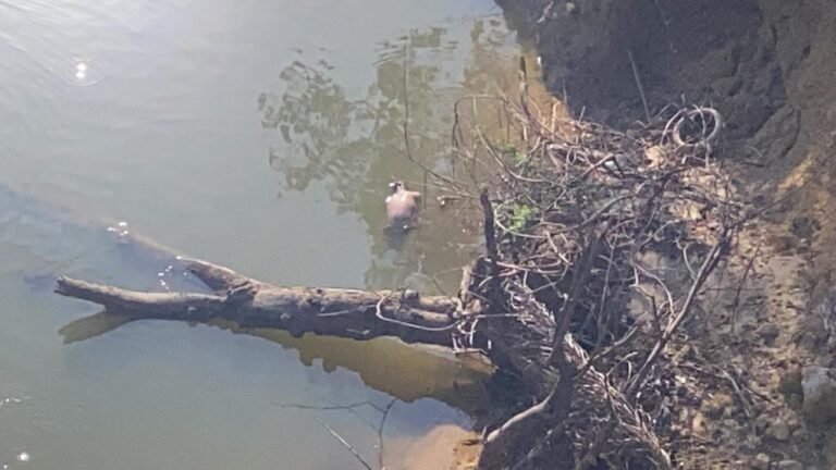 URGENTE – Cadáver é encontrado boiando no Rio Jamari próximo a Porto Velho – ACOMPANHE AO VIVO