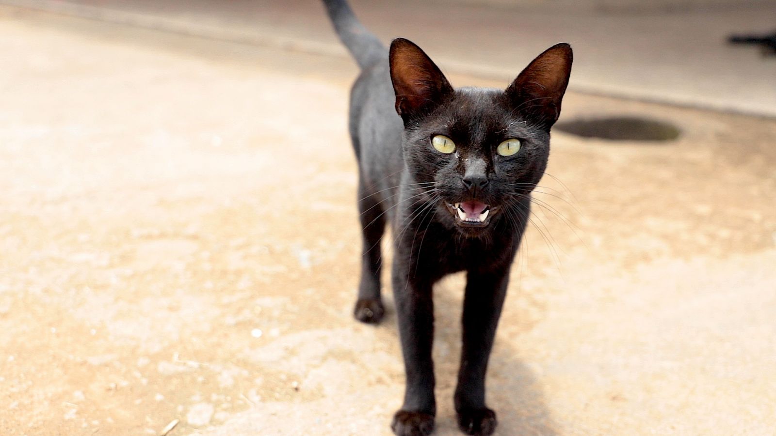 Órgãos debatem iniciativas para o bem-estar e a proteção de animais abandonados Órgãos debatem iniciativas para o bem-estar e a proteção de animais abandonados