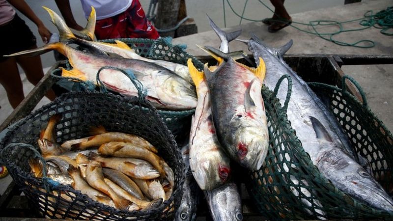 Doença da urina preta: o que se sabe sobre possível surto no Amazonas Doença da urina preta: o que se sabe sobre possível surto no Amazonas