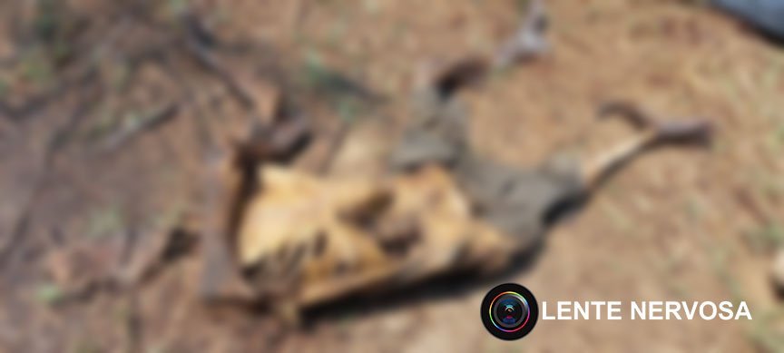 Corpo em avançado estado de decomposição é encontrado em sítio