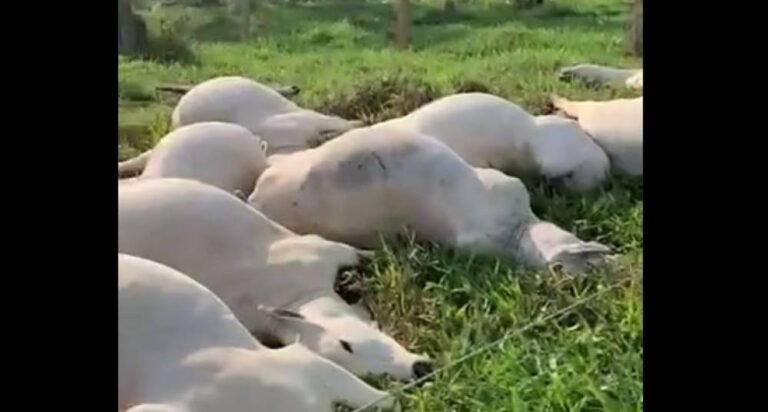 Últimas Notícias 8 Cabo de alta tensão cai e mata 11 animais em sítio de pequeno produtor rural, em RO – VEJA VÍDEO