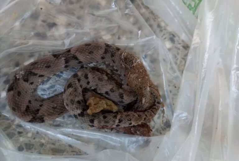 Chacareiro é picado por jararaca e vai à UPA levando cobra em saco plástico