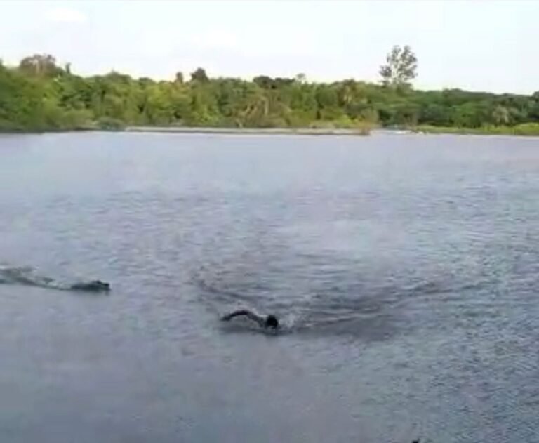 Últimas Notícias 3 VÍDEO – Homem é atacado por jacaré enquanto nadava no Lago do Amor