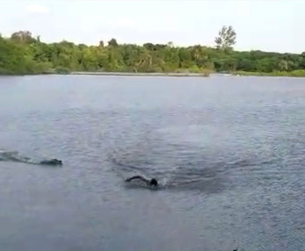 VÍDEO – Homem é atacado por jacaré enquanto nadava no Lago do Amor