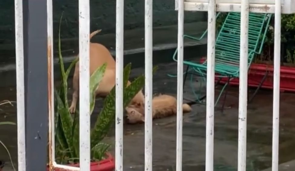 URGENTE – Três Pittbulls soltos invadem residência e matam um cachorro – VÍDEO 1 URGENTE – Três Pittbulls soltos invadem residência e matam um cachorro – VÍDEO