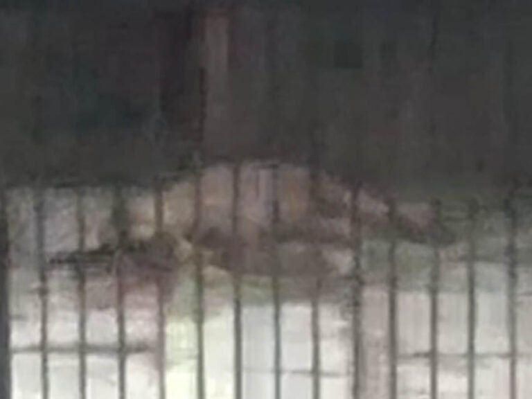 Homem é preso por matar cachorro doente a pauladas e marretadas em Porto Velho; vídeo