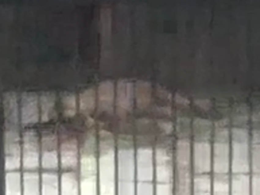 Homem é preso por matar cachorro doente a pauladas e marretadas em Porto Velho; vídeo