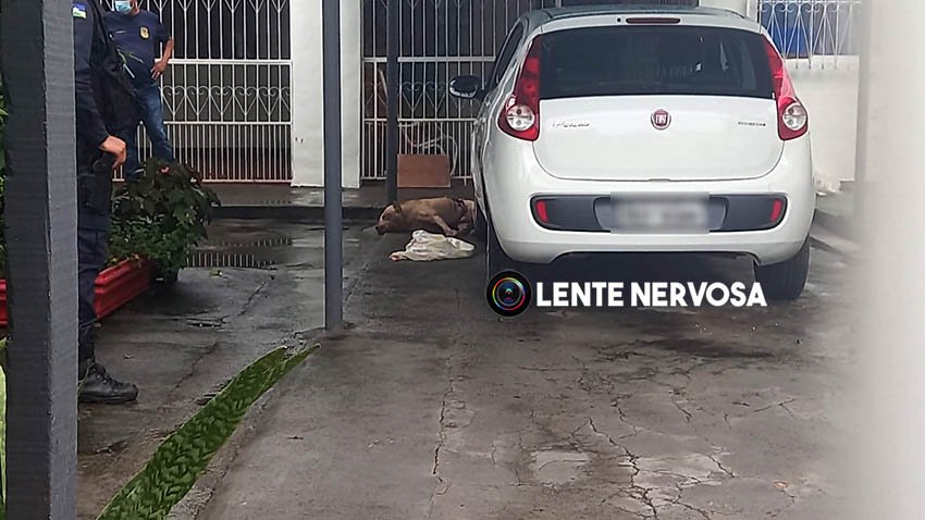 Veja o vídeo: Pitt Bulls fogem e um é abatido por PM após matar cachorro em residência