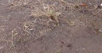 Jovem é perseguido e esfaqueado até a morte em ramal; imagem forte