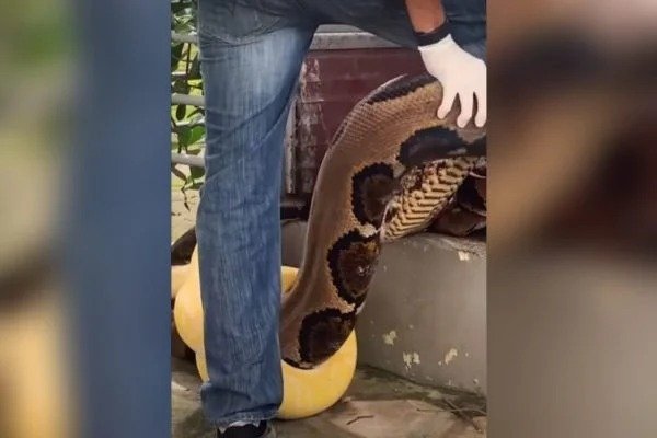 IMPRESSIONANTE: cobras atacam e se enroscam em biólogo em serpentário no Rio; veja o vídeo 1 IMPRESSIONANTE: cobras atacam e se enroscam em biólogo em serpentário no Rio; veja o vídeo