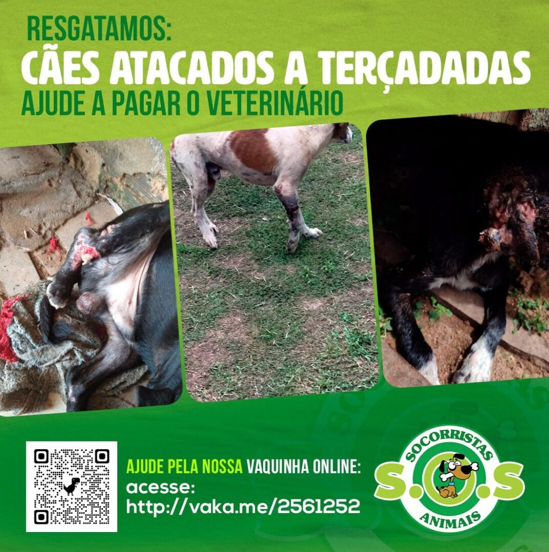 Abrigo Socorristas Animais pede socorro e faz vaquinha on-line 1 Abrigo Socorristas Animais pede socorro e faz vaquinha on-line