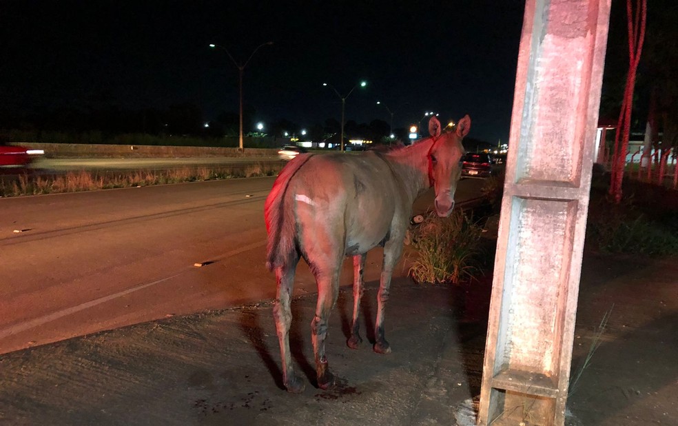 Cavalo provoca acidente na BR-364 e deixa casal ferido em Porto Velho