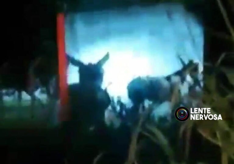 IMAGENS FORTES – vídeo mostra cavalo atropelado em Porto Velho sendo sacrificado a tiro; assista