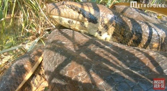 Sucuri “sem fim”: fotógrafo de SP encontra cobra gigante em expedição - VEJA O VÍDEO