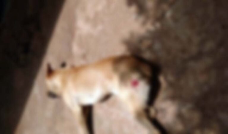 Cachorro é abatido por policial durante ataque na capital