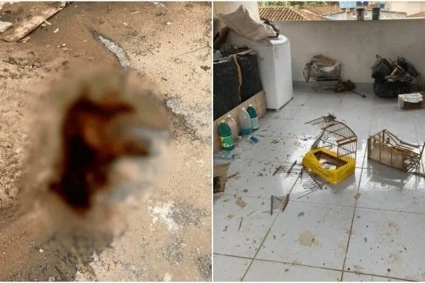 Homem mata cão a marretadas e ameaça família em Minas Gerais