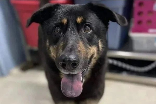 Tutores abandonam cachorro por acreditarem que o animal é gay 1 Tutores abandonam cachorro por acreditarem que o animal é gay