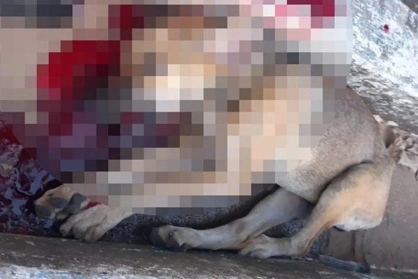 Homem é preso após matar a marretadas cão que comeu frango dele em GO