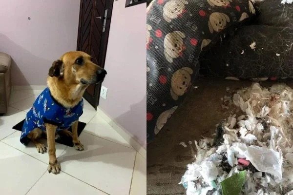 SP: cão rasga cama e revela que absorventes usados substituíam espuma 1 SP: cão rasga cama e revela que absorventes usados substituíam espuma