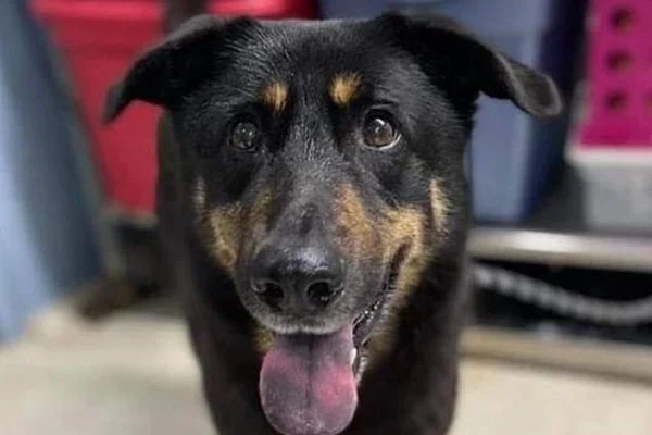 Abandonado por “agir como gay”, cão é adotado por casal homossexual