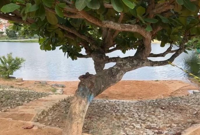 Cabeça de mulher é encontrada em tronco de árvore na Paraíba