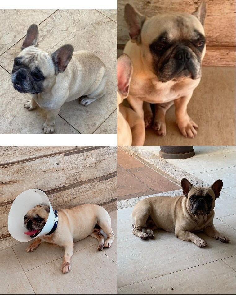 Tutores oferecem R$ 1 mil de recompensa para quem encontrar cachorro