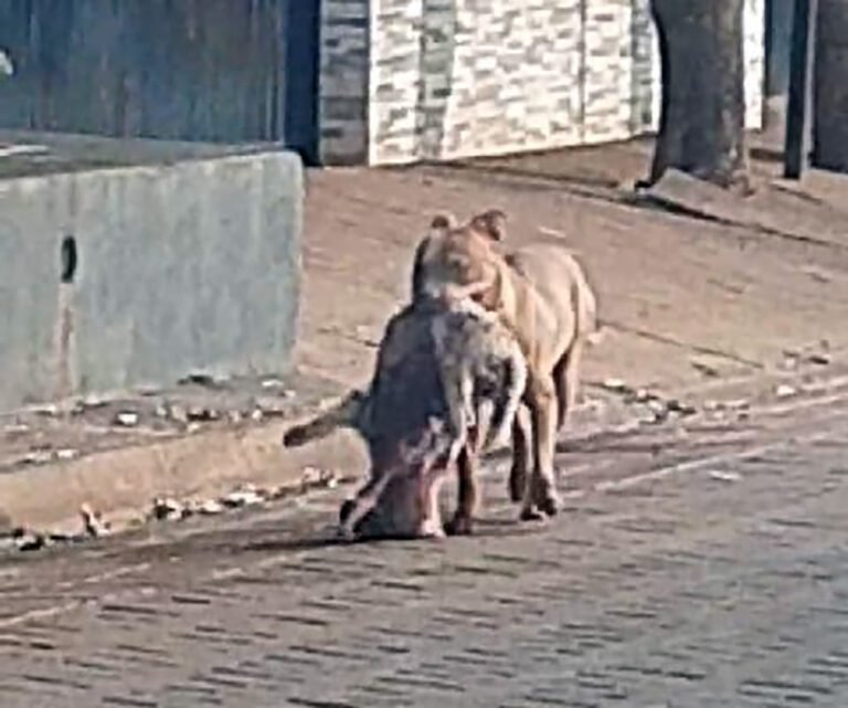 Últimas Notícias 8 Polícia é acionada após pitbull matar cachorro no centro da capital