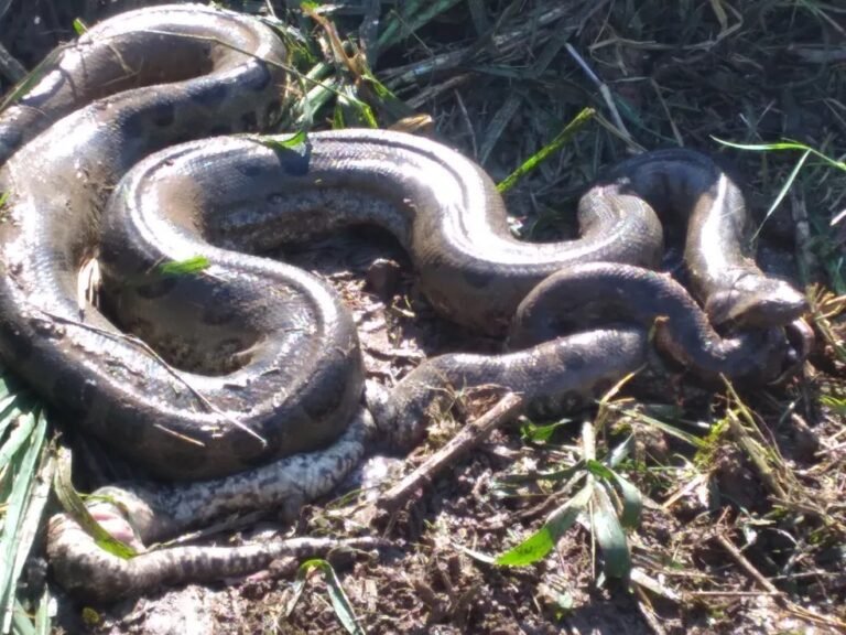 Últimas Notícias 4 Moradores flagram sucuri comendo outra cobra da mesma espécie em RO