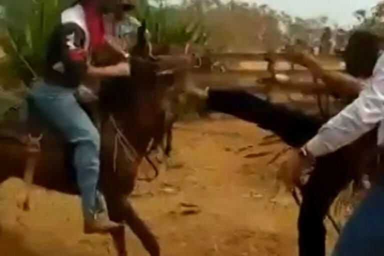 Últimas Notícias 4 Maus-tratos: após imagens de homens agredindo a um cavalo, MP-RO pede a Policia Civil que investigue o caso