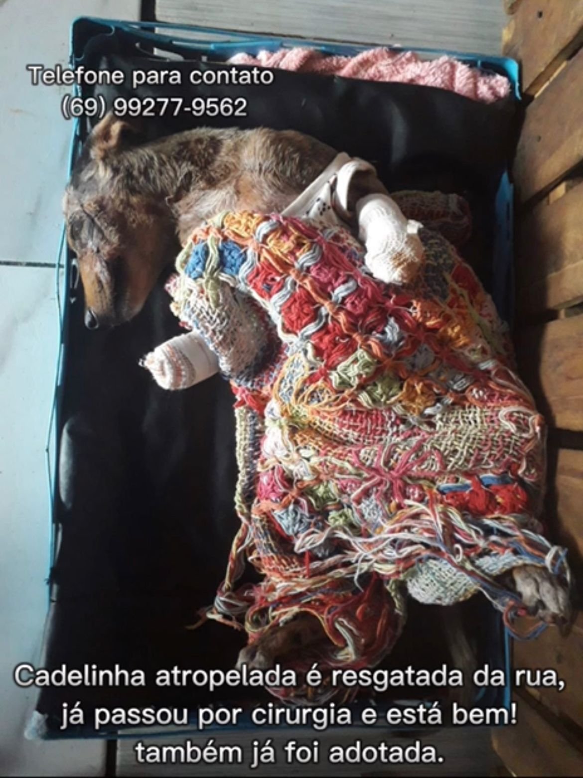 Vereadora Márcia Socorristas resgata cachorrinha atropelada no Orgulho do Madeira
