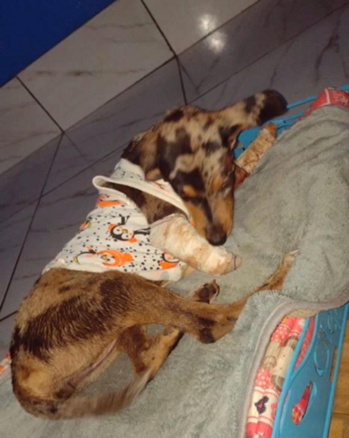 Vereadora Márcia Socorristas resgata cachorrinha atropelada no Orgulho do Madeira