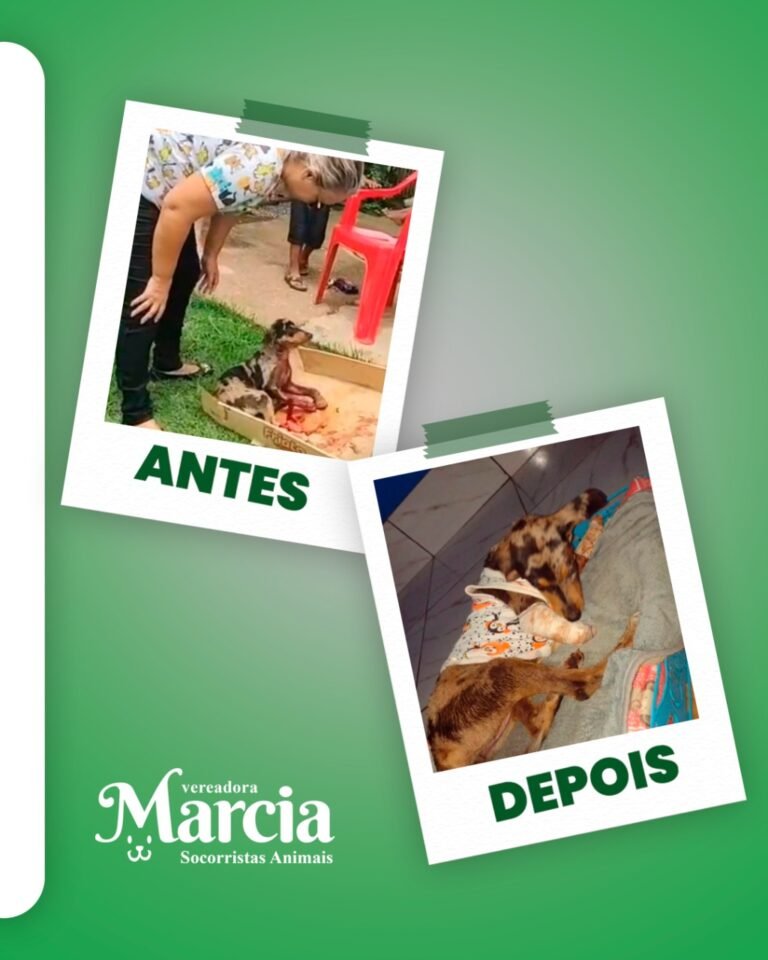 Vereadora Márcia Socorristas resgata cachorrinha atropelada no Orgulho do Madeira