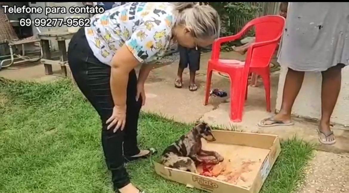 Vereadora Márcia Socorristas resgata cachorrinha atropelada no Orgulho do Madeira