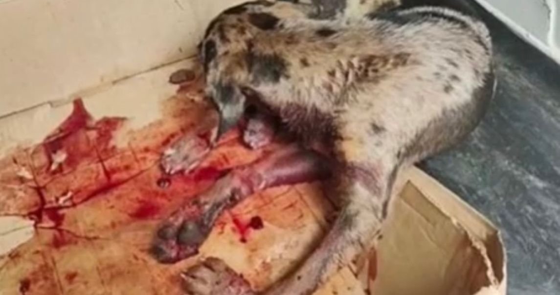 Vereadora Márcia Socorristas resgata cachorrinha atropelada no Orgulho do Madeira