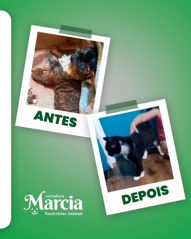 Últimas Notícias 5 Gato vítima de envenenamento é resgatado pela vereadora Márcia Socorristas