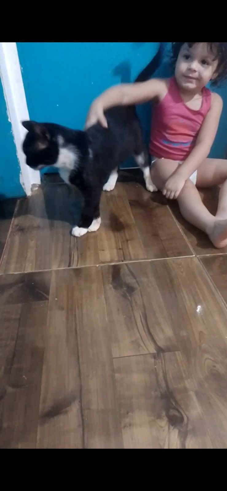 Gato vítima de envenenamento é resgatado pela vereadora Márcia Socorristas