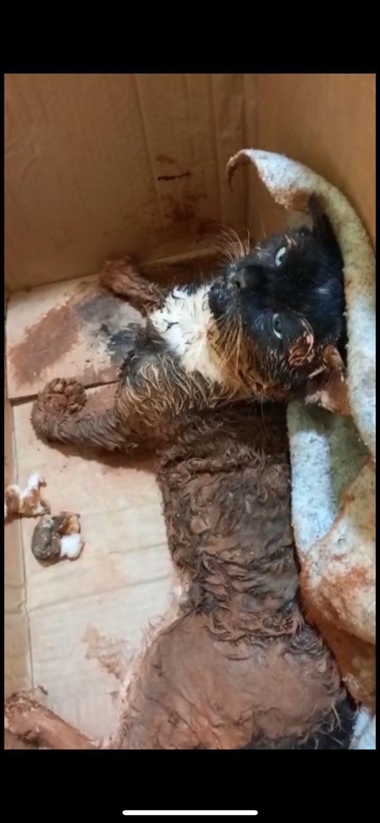 Gato vítima de envenenamento é resgatado pela vereadora Márcia Socorristas