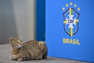 “Hexa”: gatinho que invadiu coletiva de Vini Jr. vira xodó da Seleção 1 “Hexa”: gatinho que invadiu coletiva de Vini Jr. vira xodó da Seleção