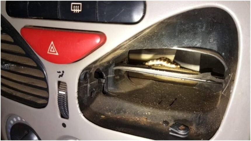 Filhote de jiboia entra em ar-condicionado de carro e morde mulher em Minas - VEJA VÍDEO