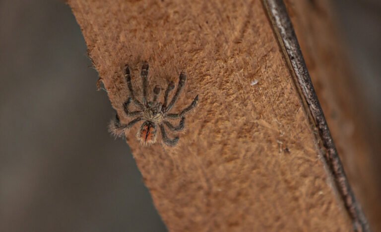 Período chuvoso acende alerta para acidentes com animais peçonhentos