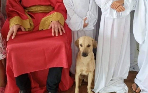 Sete animais são mortos em ataque de abelhas em Vilhena 1 Sete animais são mortos em ataque de abelhas em Vilhena