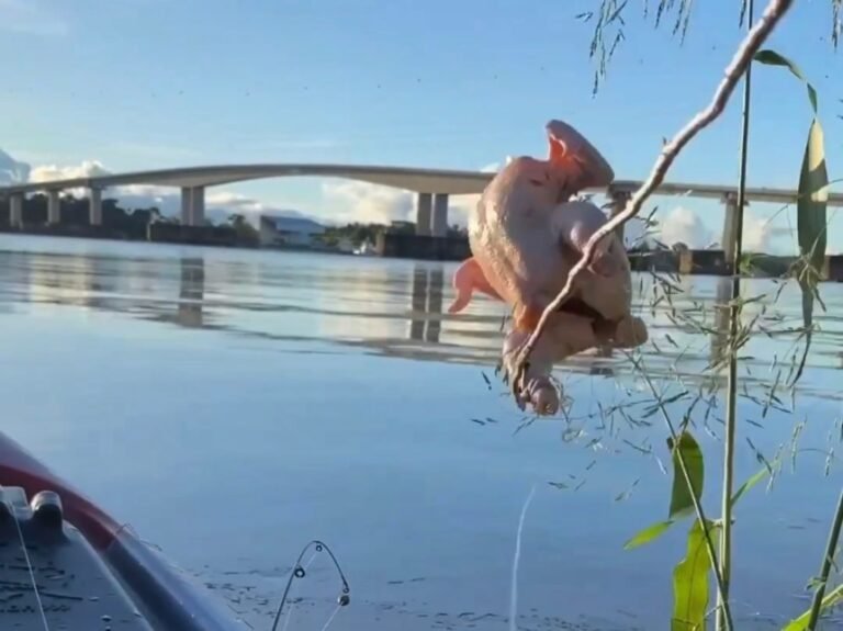 Frango inteiro é devorado por peixes no Rio Madeira, em Porto Velho – VÍDEO