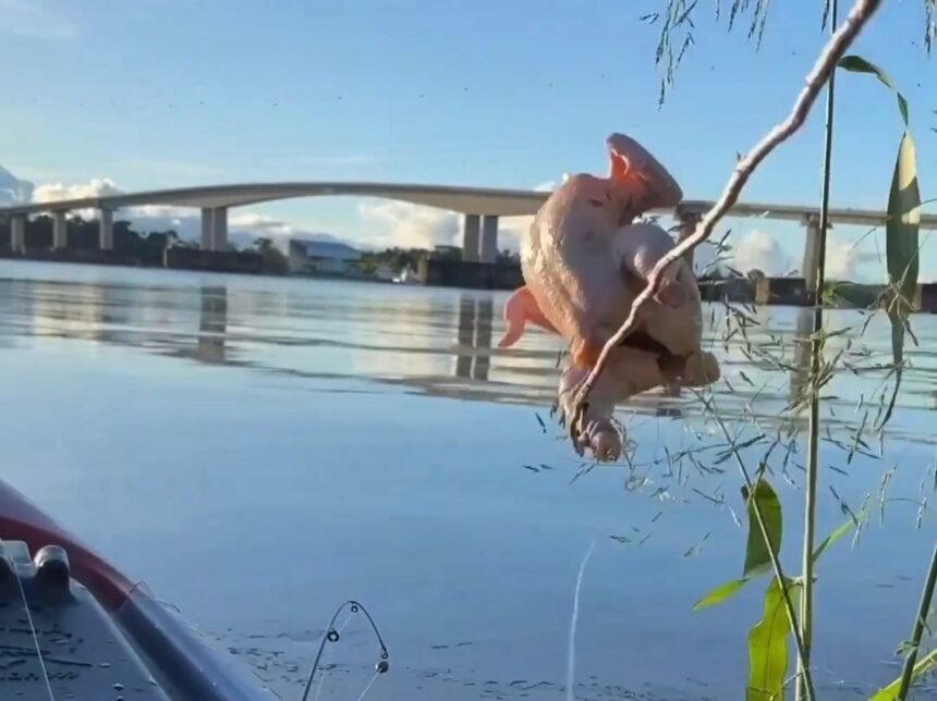 Frango inteiro é devorado por peixes no Rio Madeira, em Porto Velho – VÍDEO