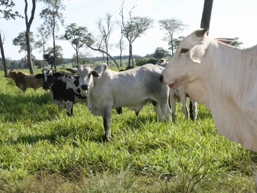 Rondônia se mantém em alerta após caso do mal da 'vaca louca' ser confirmado no Pará