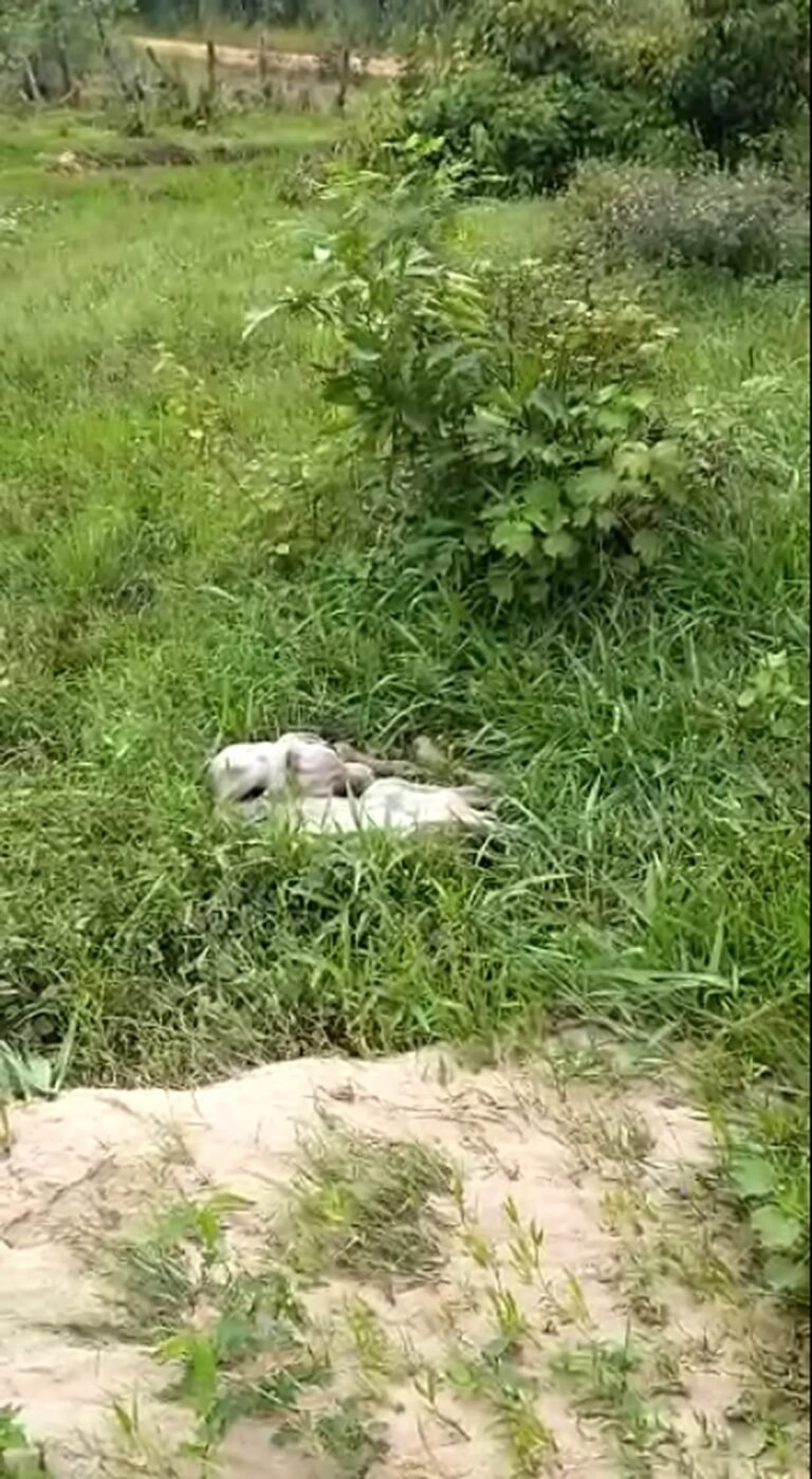 Animais morrem afogados em enchente causada pelas chuvas em Nova Brasilândia