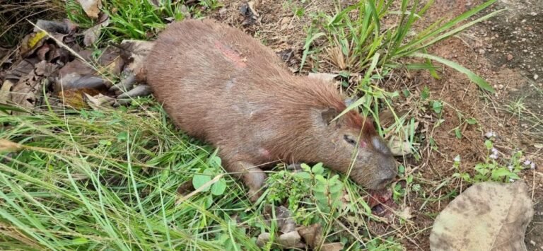 Capivara invade via e causa acidente na linha 623, em RO
